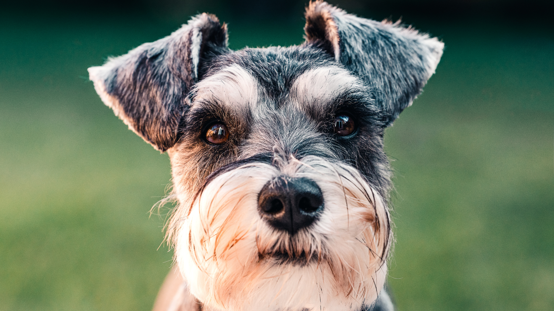 Un Schnauzer prend la pose pour la photo