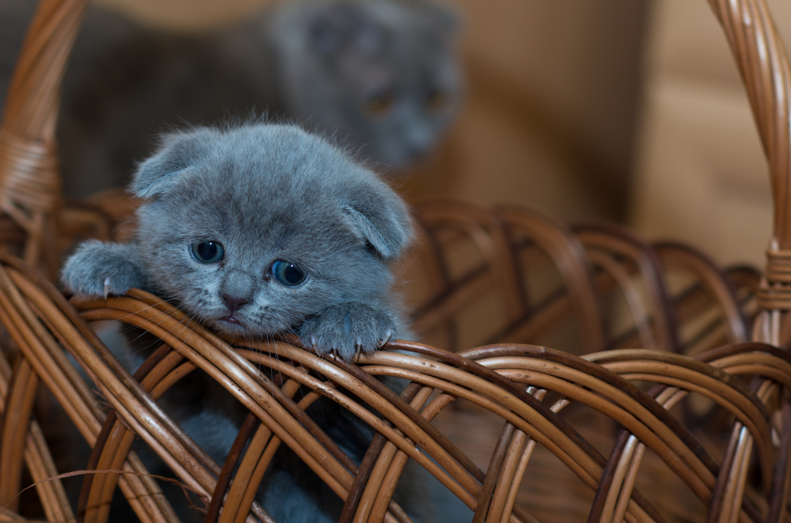 Un chaton dans un panier après avoir été adopté