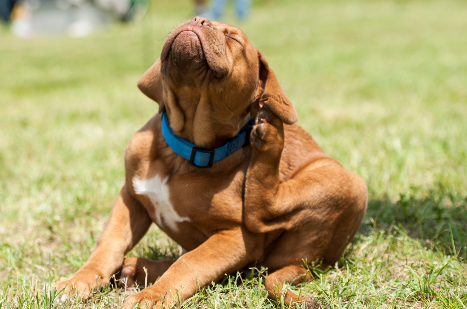 Un chien couvert de puces se gratte