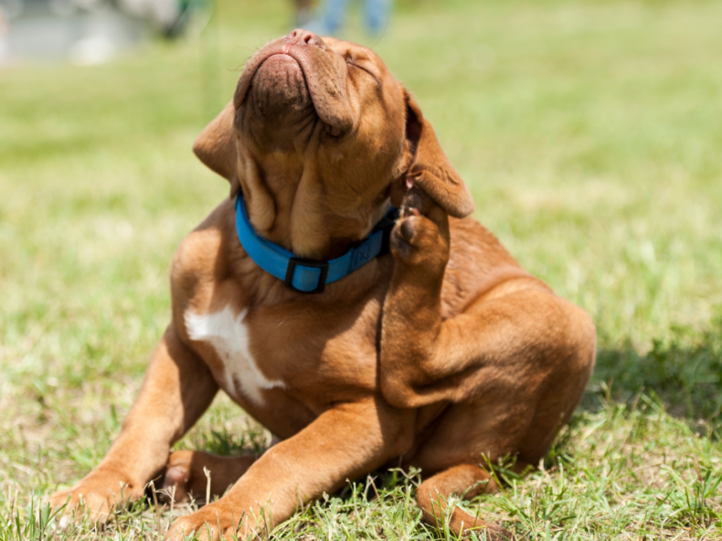 Un chien couvert de puces se gratte