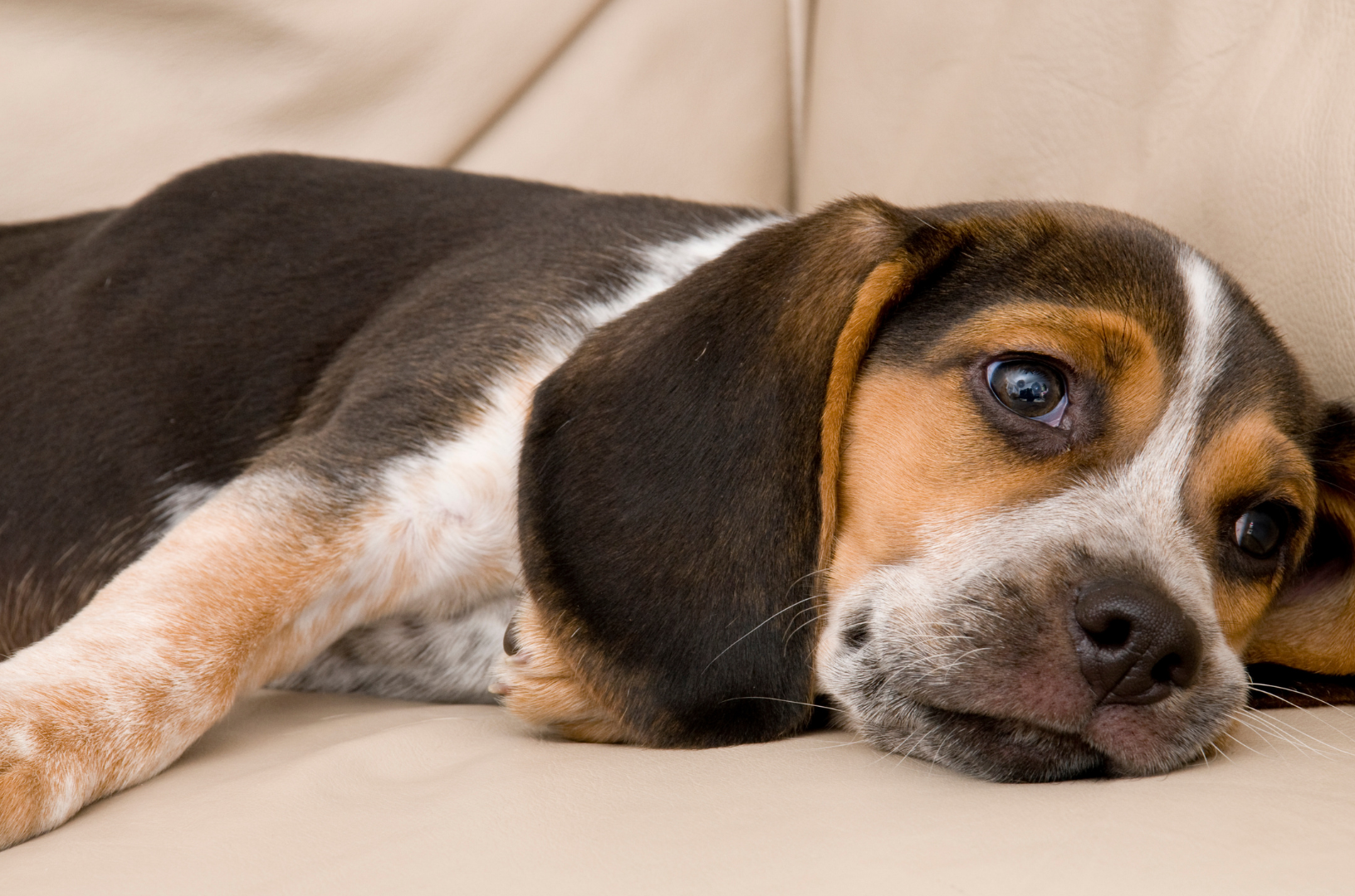 Un chien qui s'ennuie est couché sur un canapé