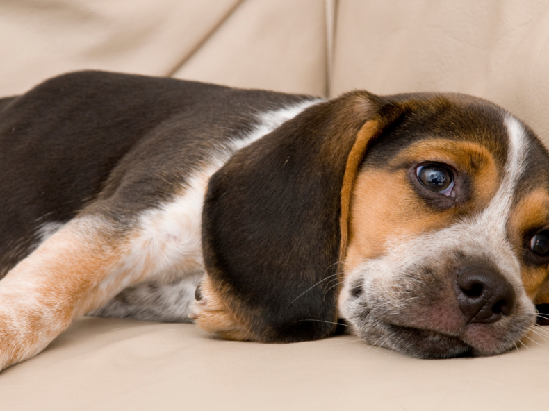 Un chien qui s'ennuie est couché sur un canapé