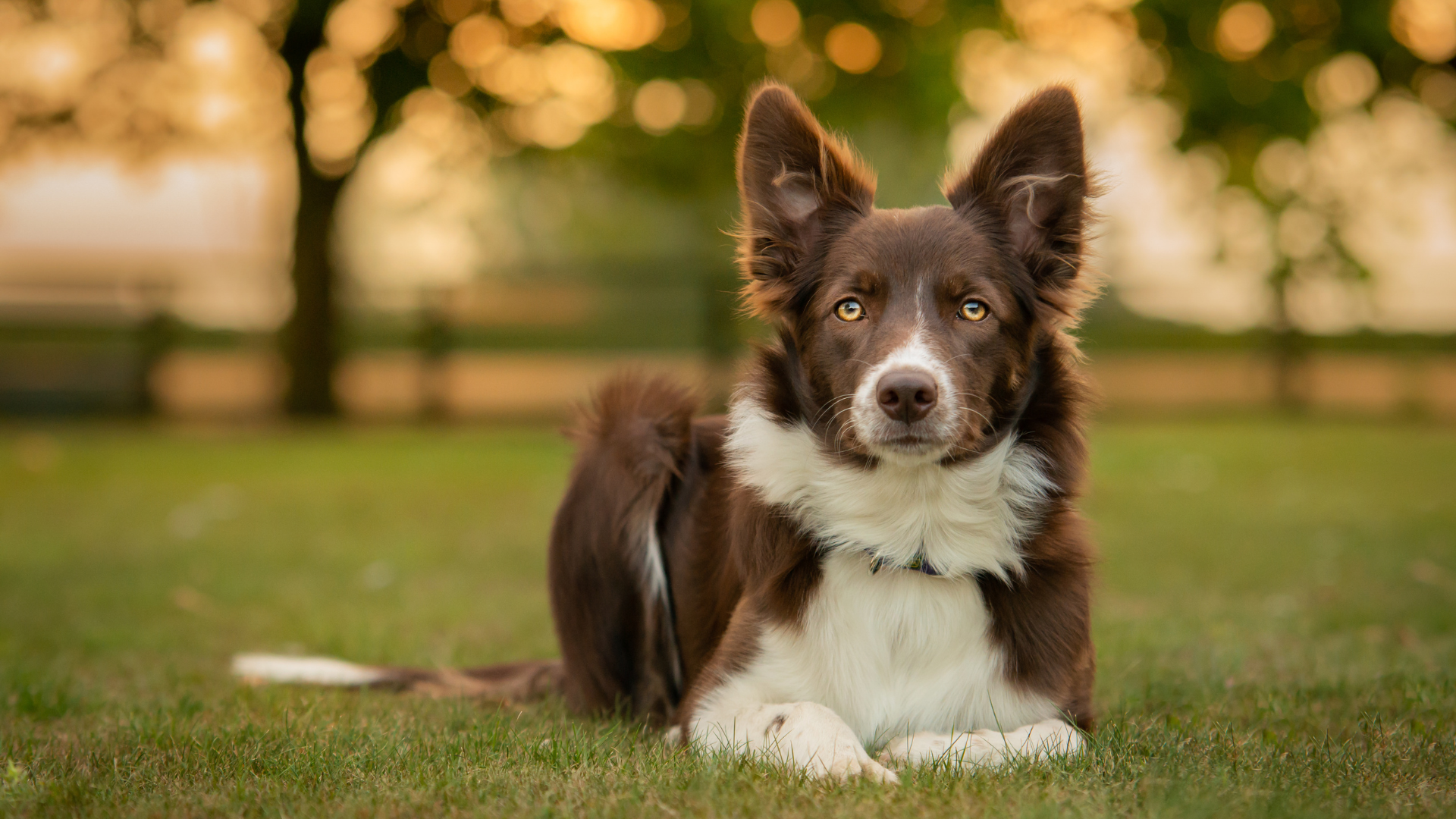 Un border collie attend sagement un signe de son maître