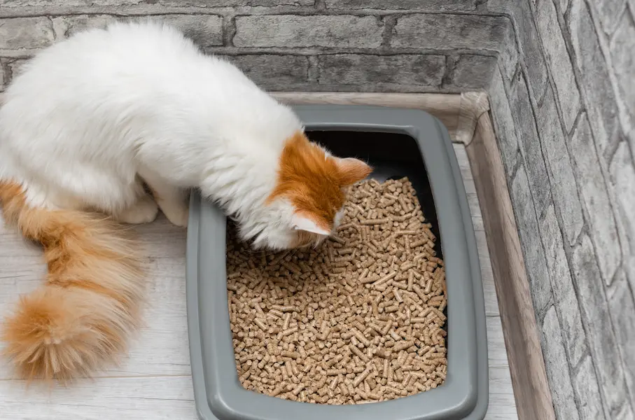 Un chat stressé mange sa litière