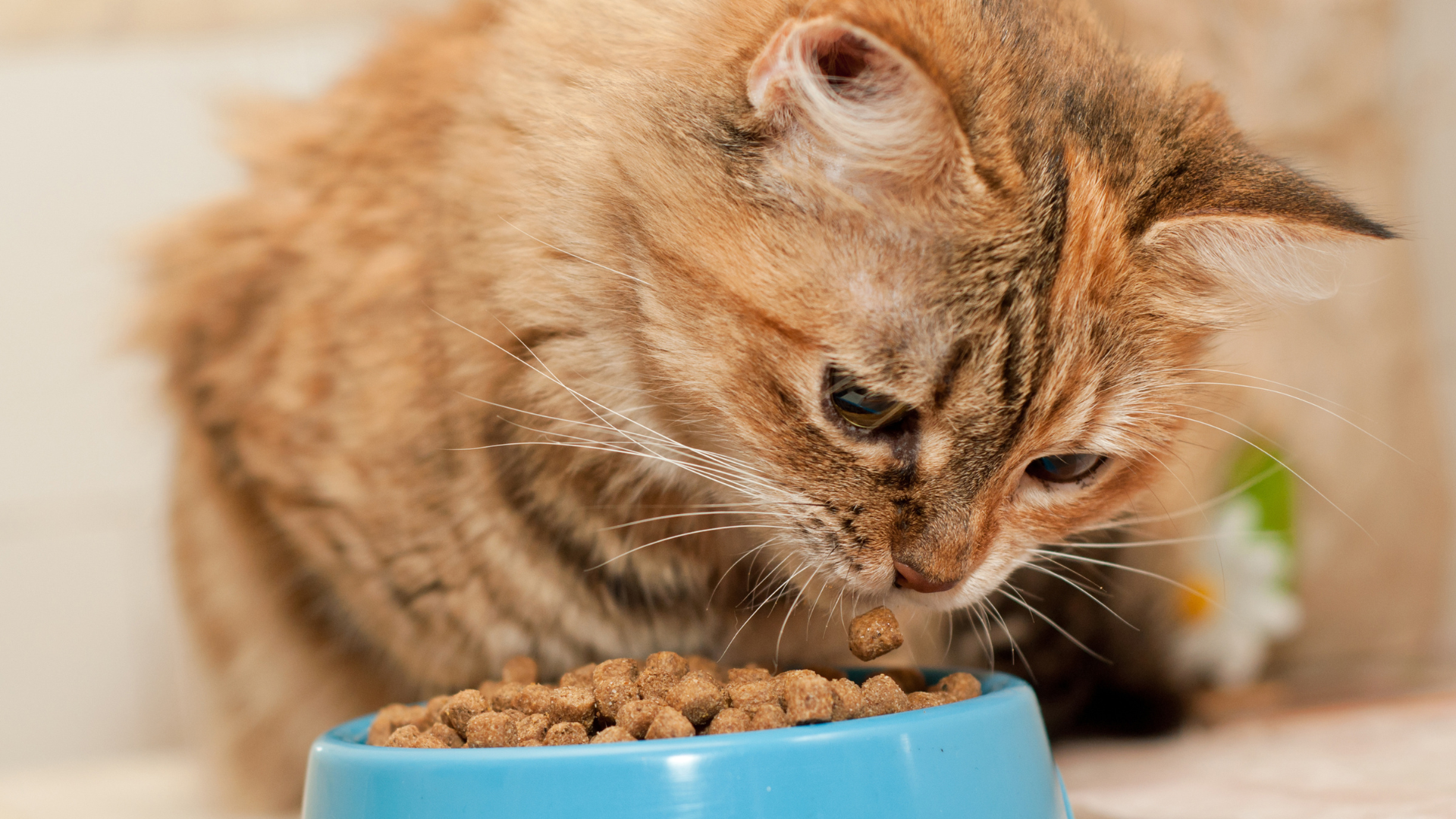 Un chat mange ses croquettes