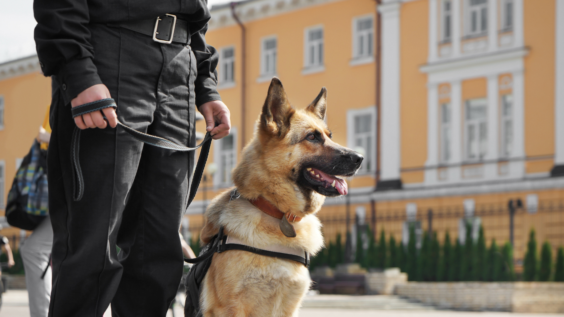 Un Berger allemand se tient prêt à accomplir sa mission au côté d'un maître chien