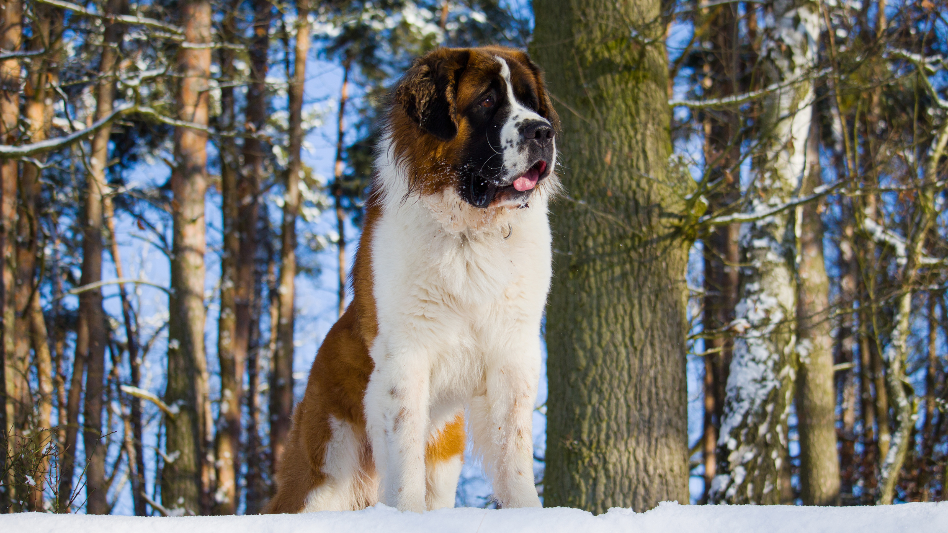 Un Saint-Bernard aide à retrouver des touristes perdus en montagne