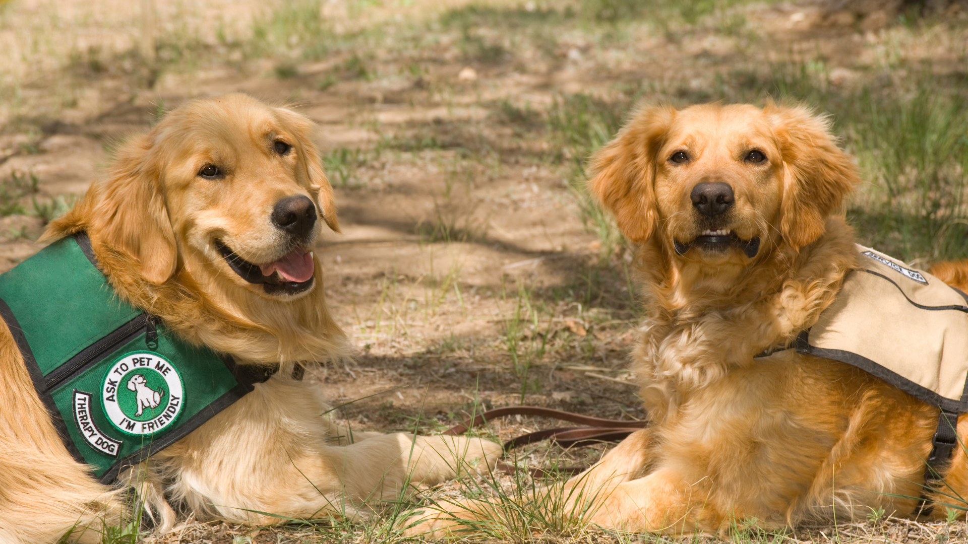 Des Golden Retrievers surveillent leur maître