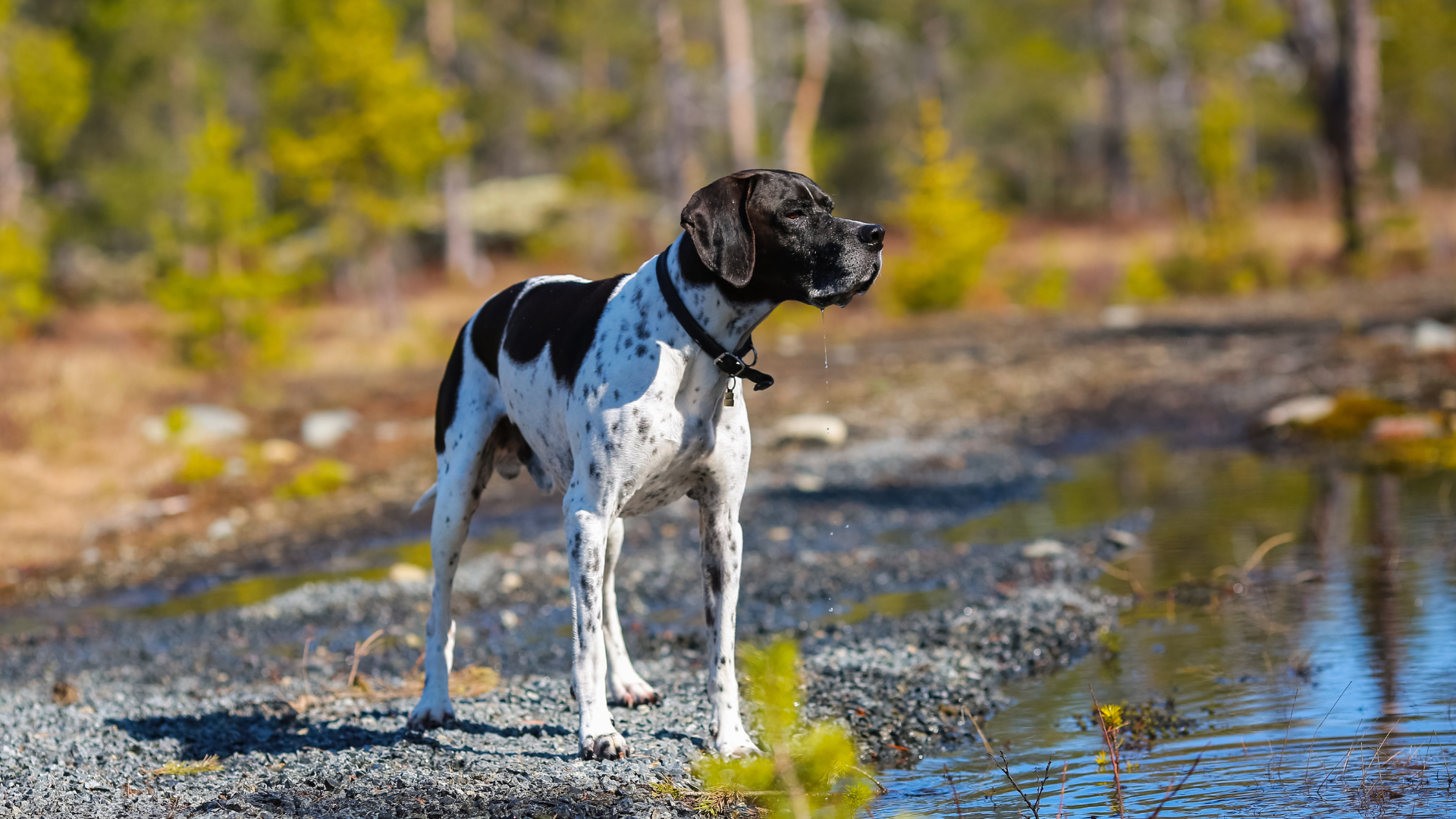 Un pointer vient de repérer une proie durant la chasse.