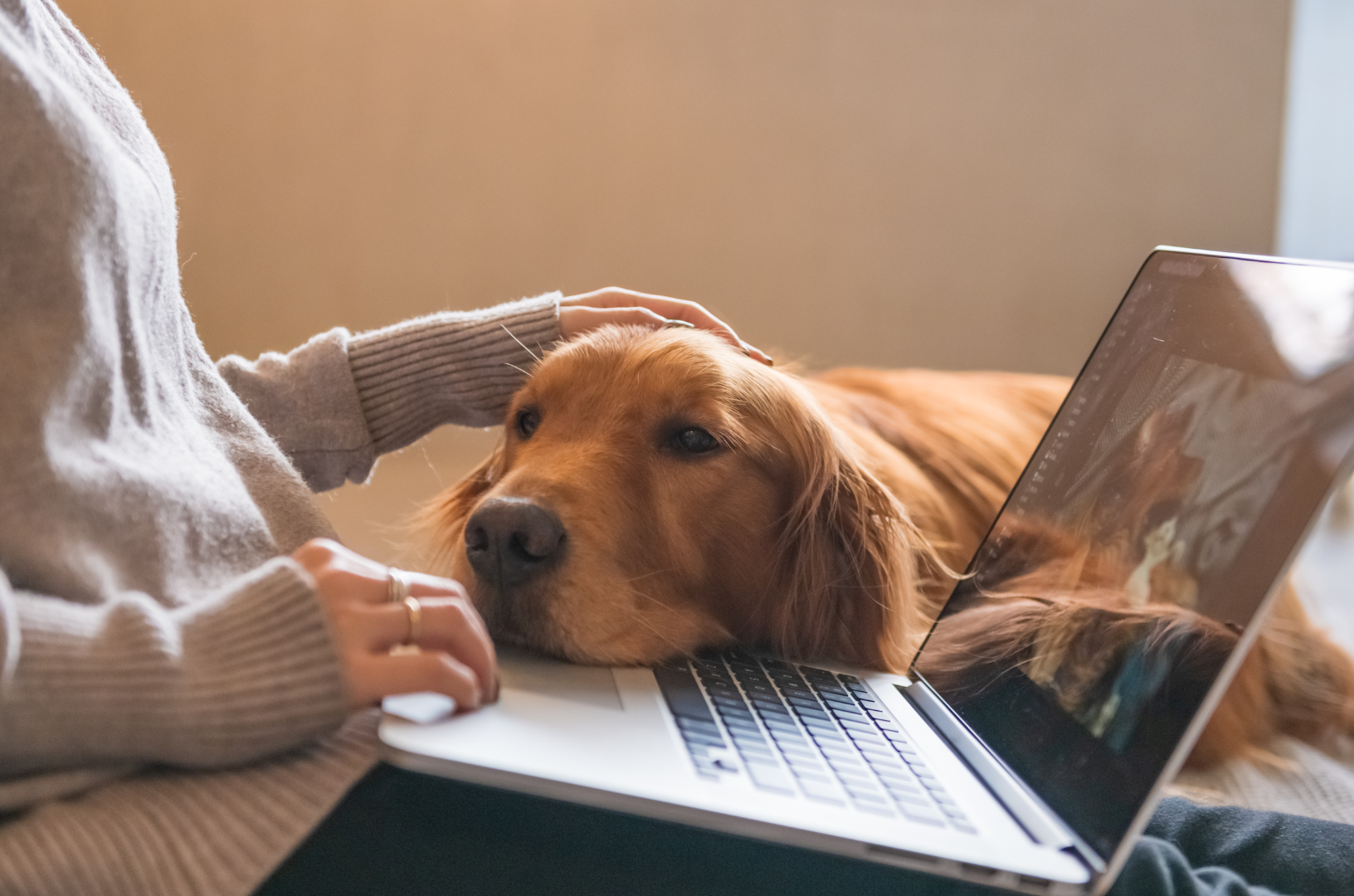 Un golden retriever dormant calmement sur les genoux de son maître