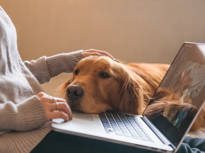 Un golden retriever dormant calmement sur les genoux de son maître