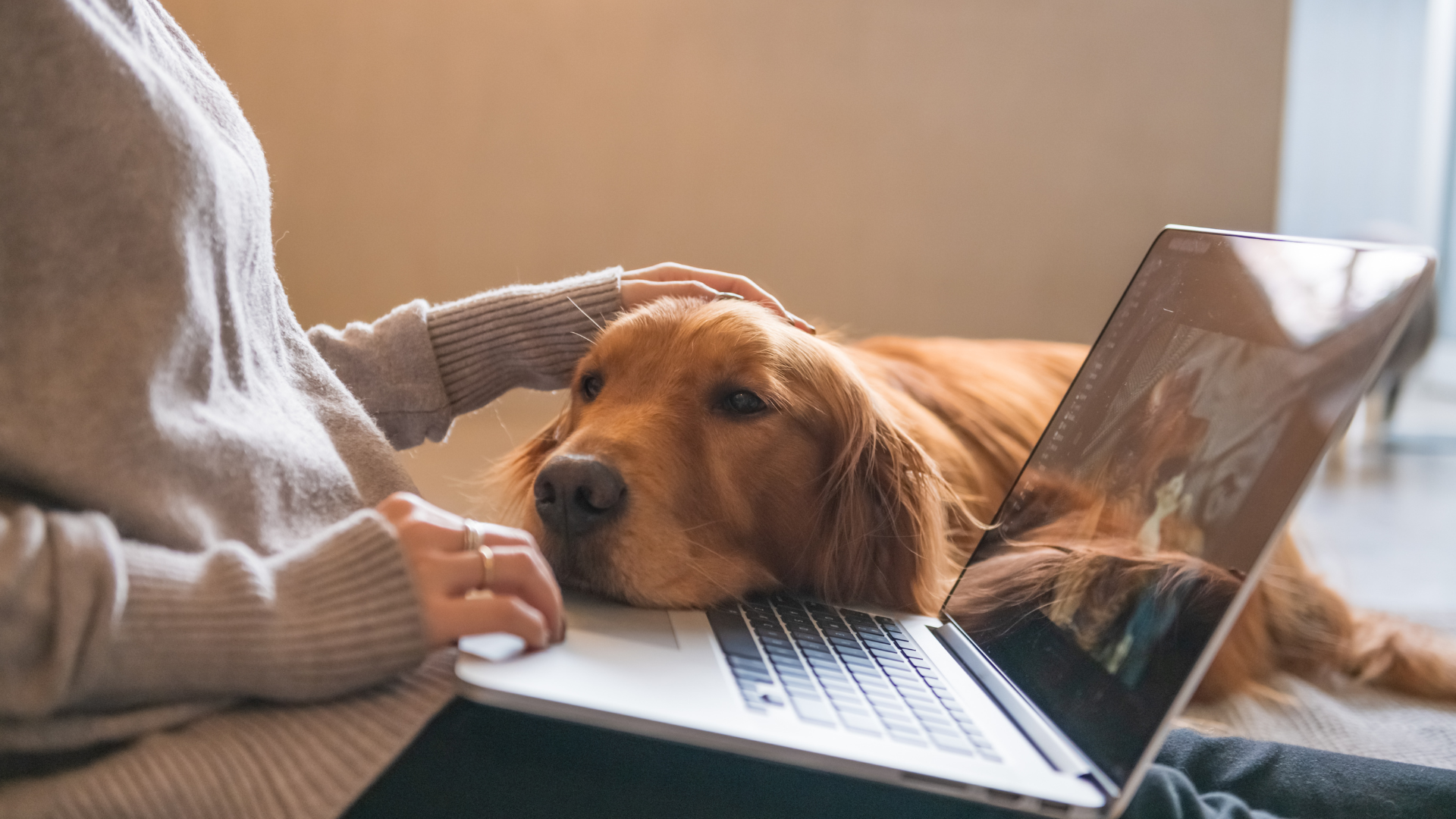 Un golden retriever dormant calmement sur les genoux de son maître