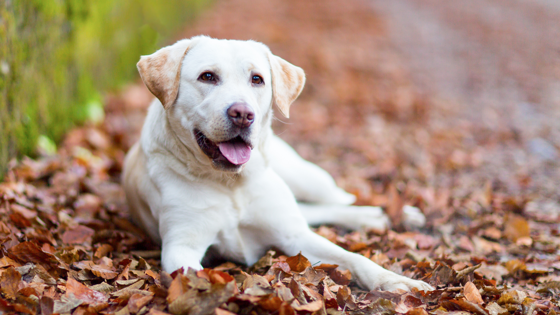 Un labrador retriever est couché sur un tas de feuilles mortes