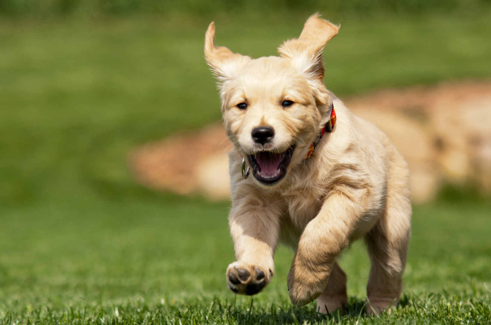 un chiot surexcité court dans un parc