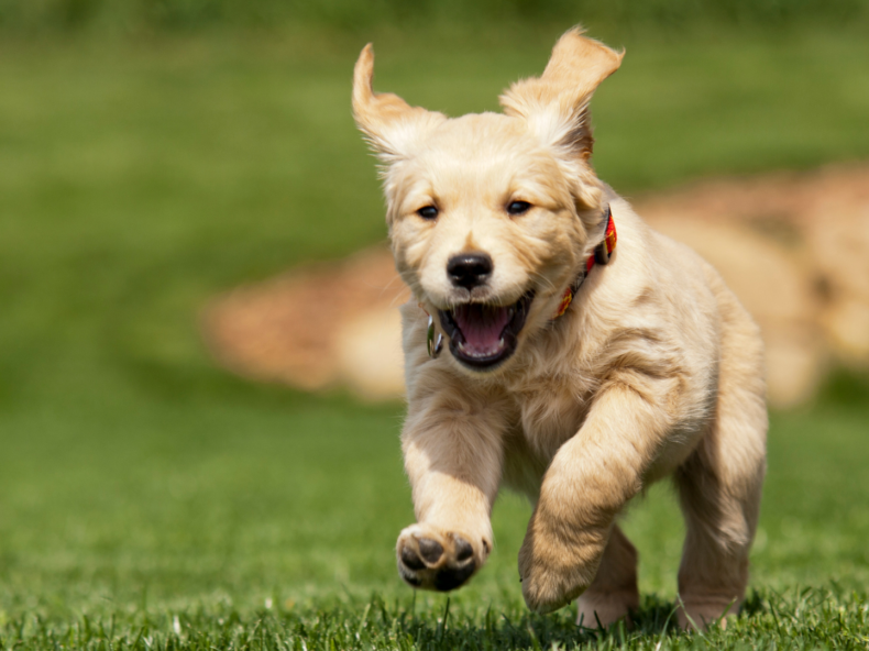 un chiot surexcité court dans un parc