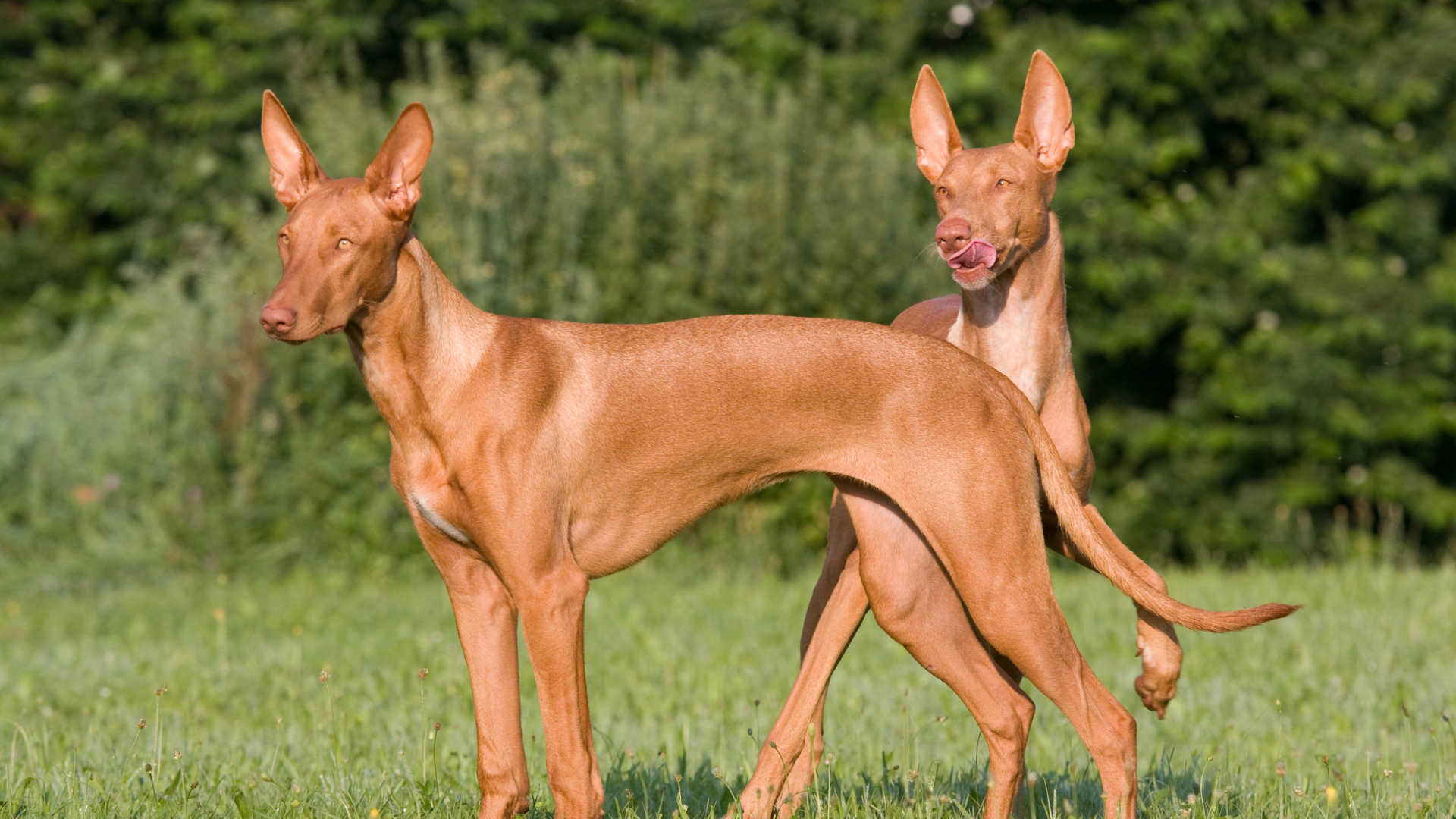 Deux chien pharaons se tiennent l'un à côté de l'autre regardant dans la même direction