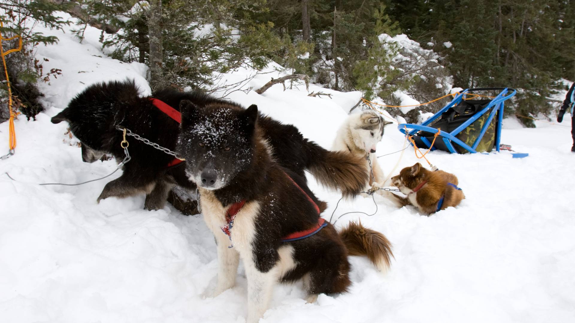 Plusieurs chiens esquimau canadiens attendant le signal avant de commencer à tirer le traineau 