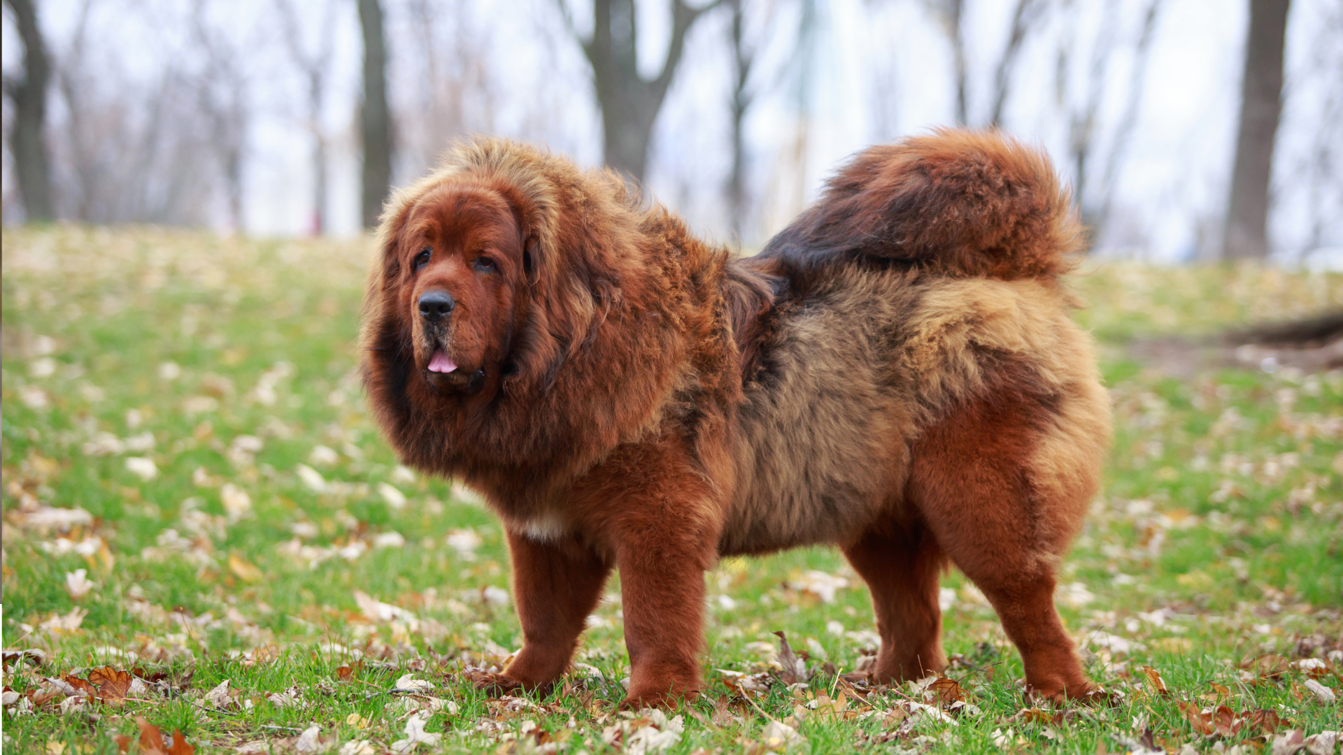 Un Dogue du Tibet se promène dans un parc en automne 