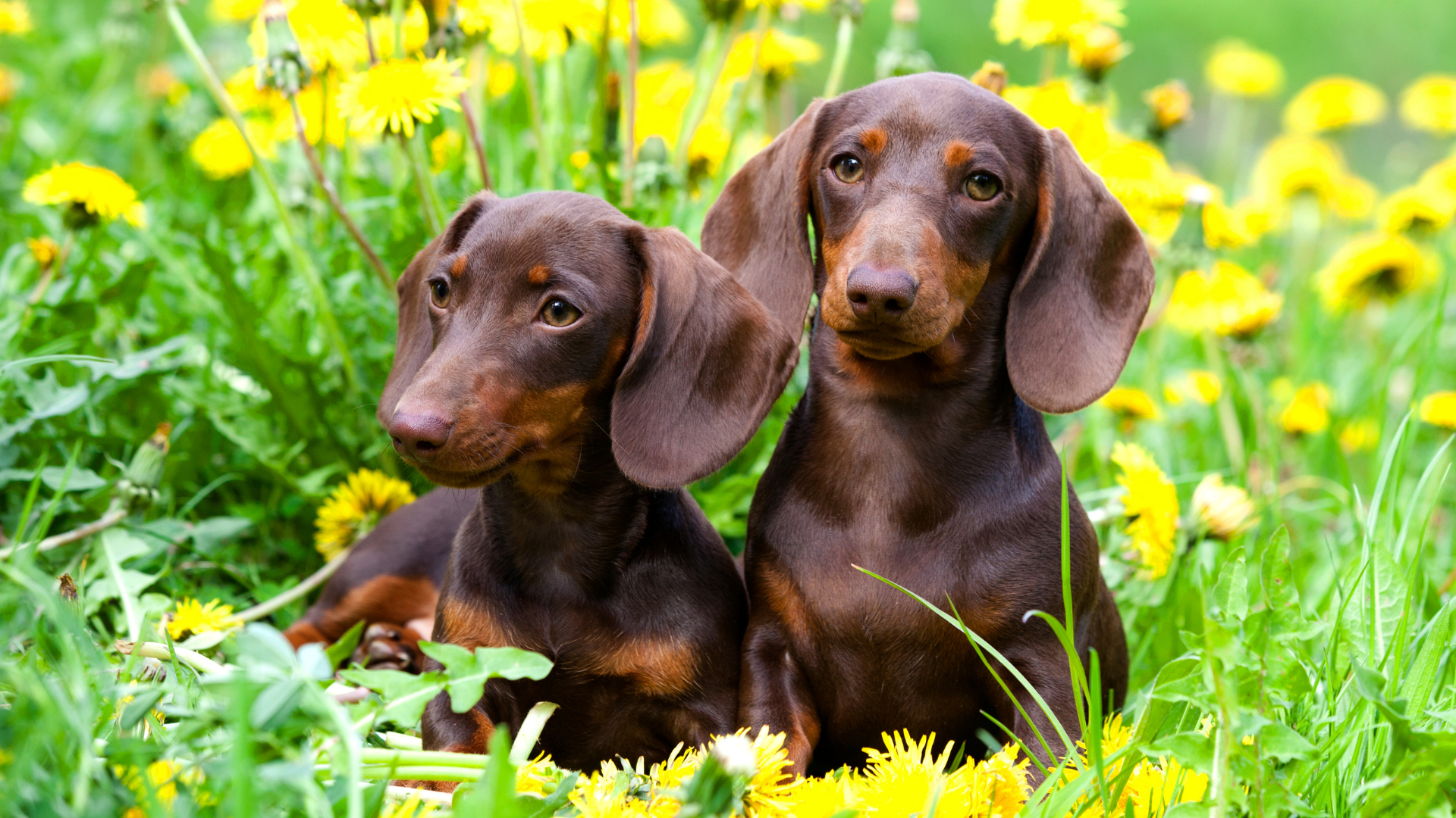 Deux teckels nains, un assis l'autre couché, entourés de fleurs jaunes.