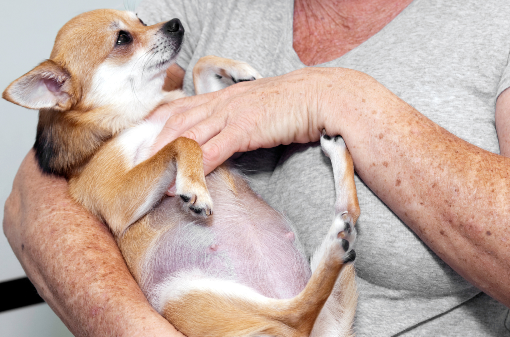 Une chihuahua enceinte dans les bras de sa maîtresse