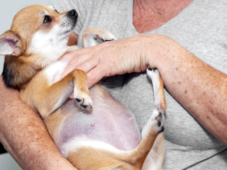 Une chihuahua enceinte dans les bras de sa maîtresse