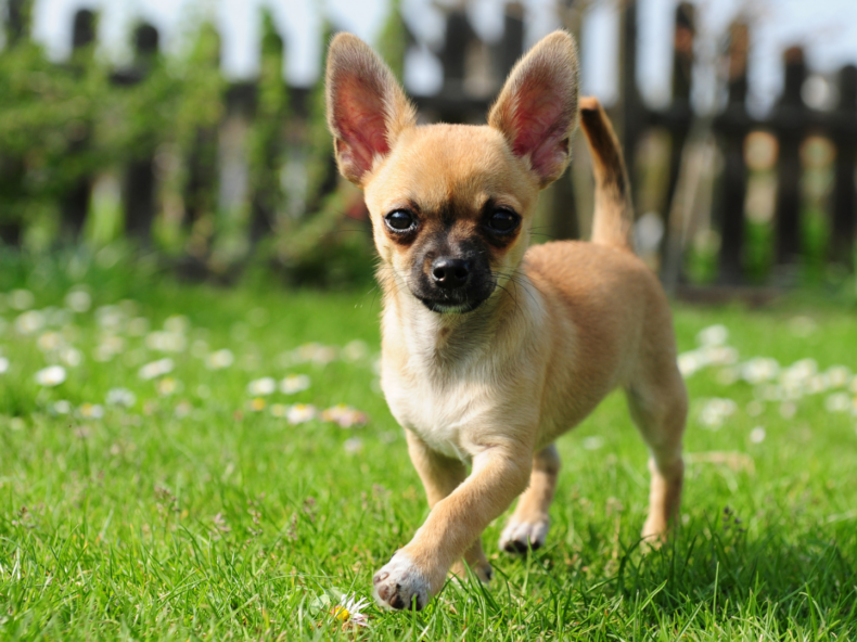 Un des plus petits chihuahua se balade dans le jardin