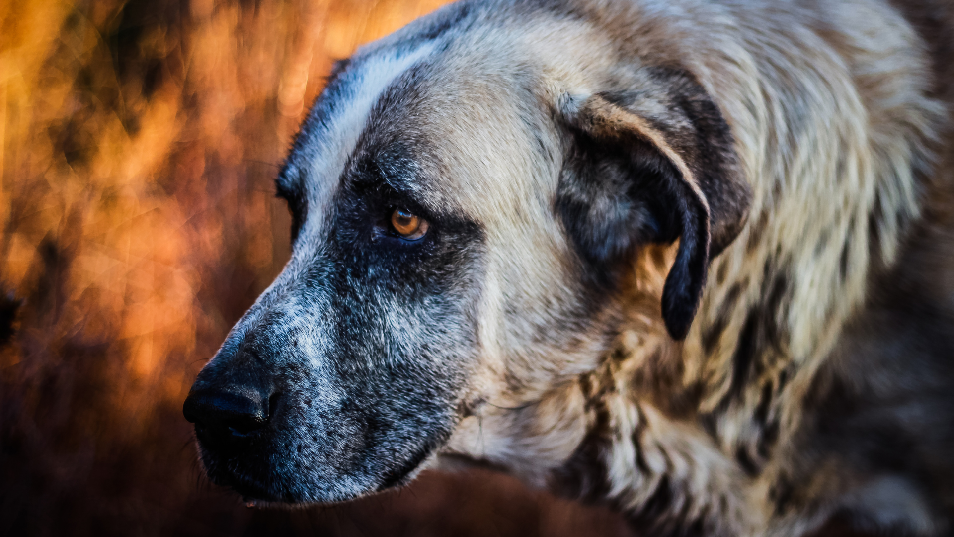 Bobi, un Rafeiro de l'Alentejo qui a vécu jusqu'à 31 ans