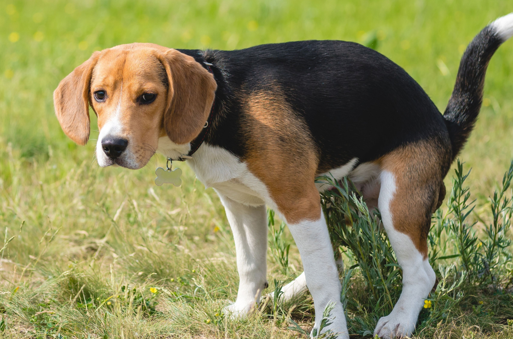 Un chien constipé fait ses besoins.