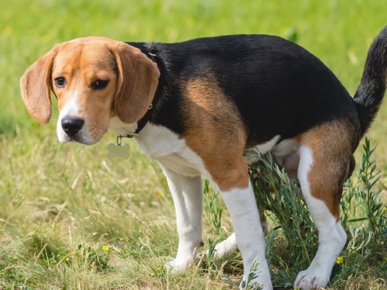 Un chien constipé fait ses besoins.