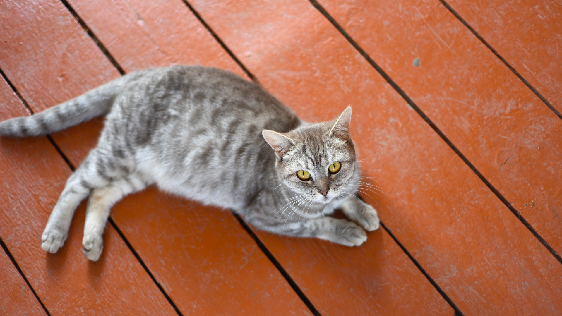 une chatte se prépare à mettre bas