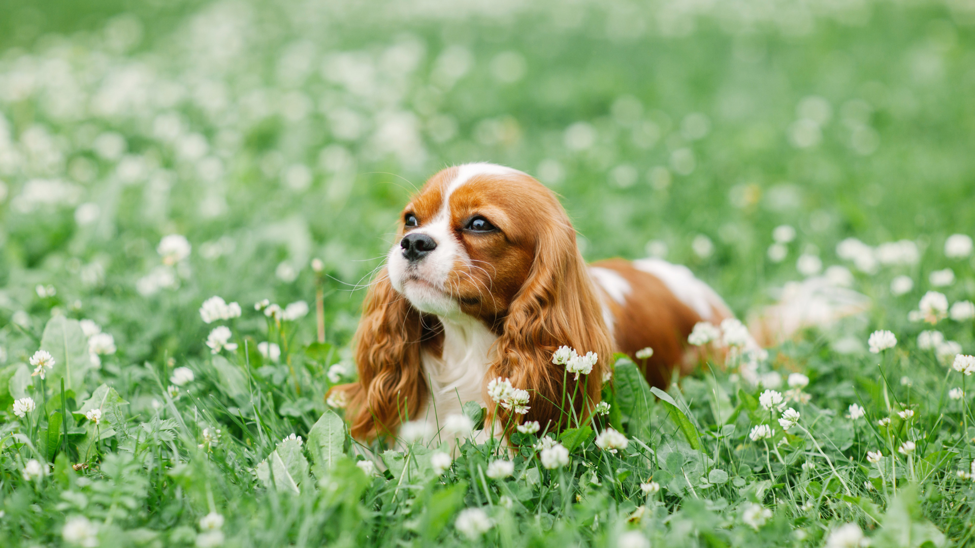 Un Cavalier King Charles couché dans l'herbe entouré de fleurs 