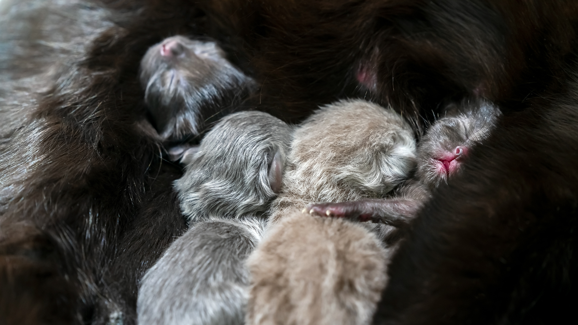 Une chatte nourrit ses chatons après avoir mangé leur placenta