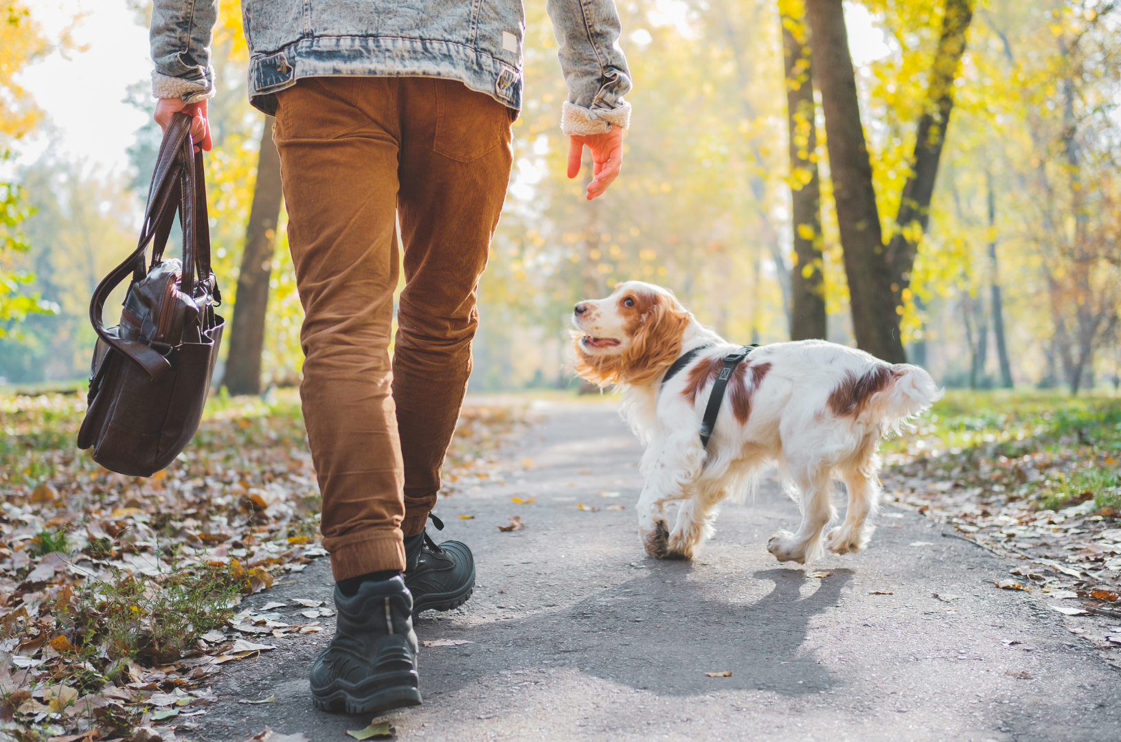 Un chien sans laisse et son maître se baladent dans un parc