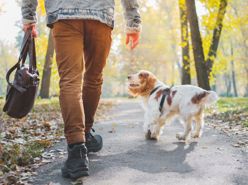 Un chien sans laisse et son maître se baladent dans un parc