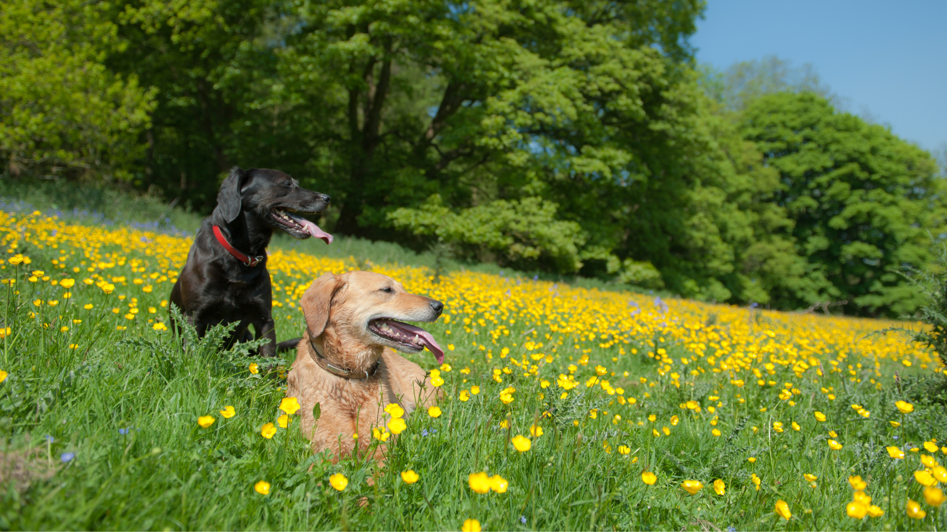 Deux chiens se promènent dans un champs de Boutons d'or, des fleurs toxiques pour eux.