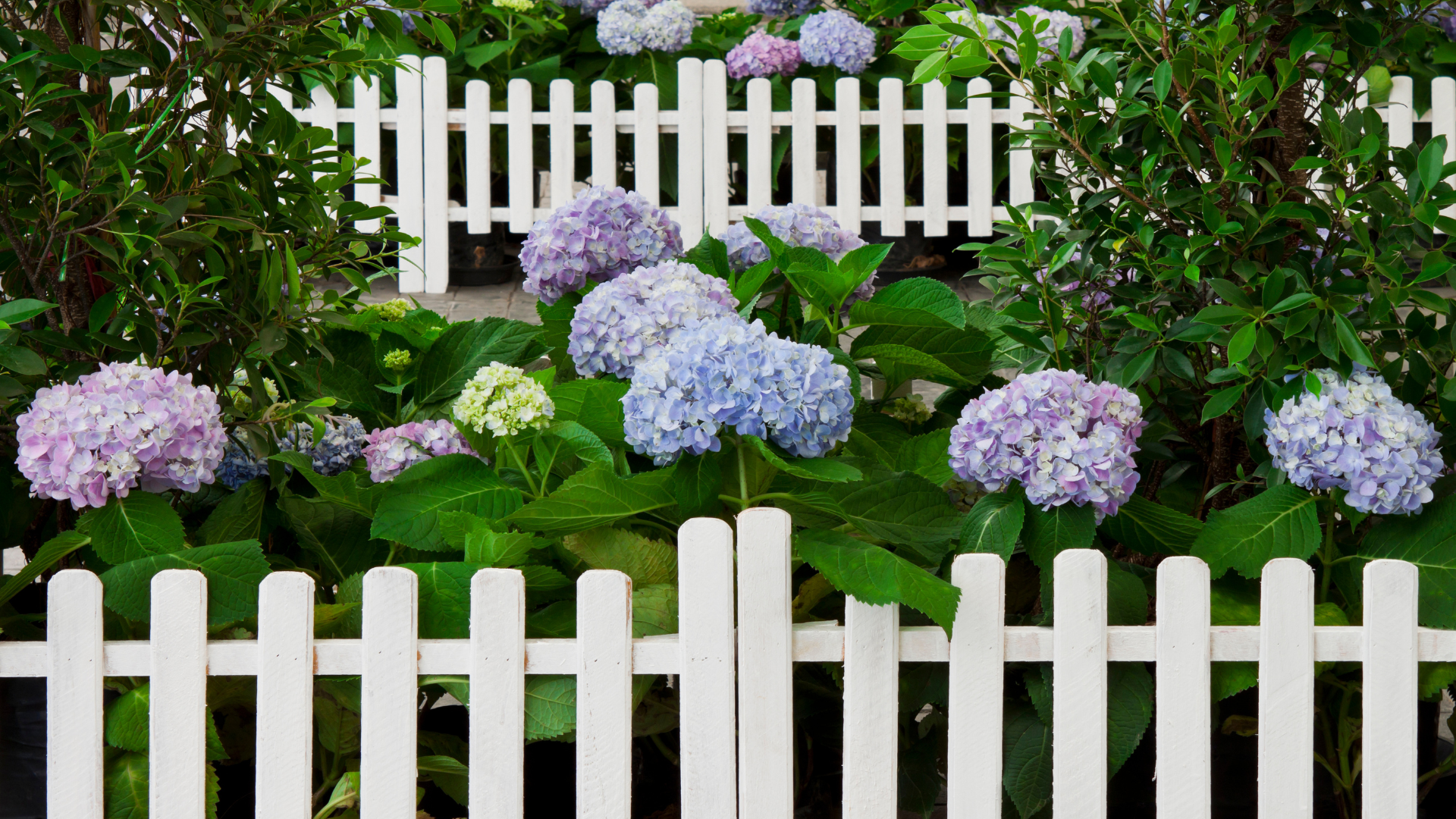 Un jardin plein d'hortensias bordant la route où les habitant du quartier promènent leur chiens