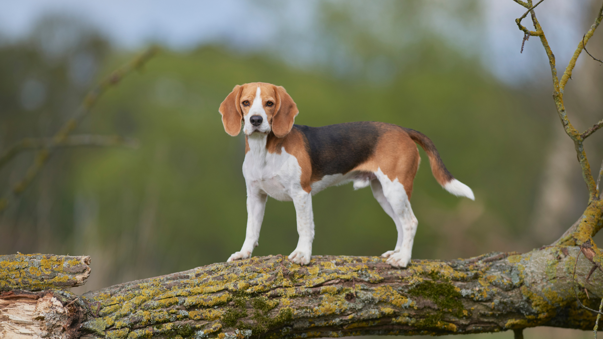 Un Beagle marche sur un tronc d'arbre posé sur le sol