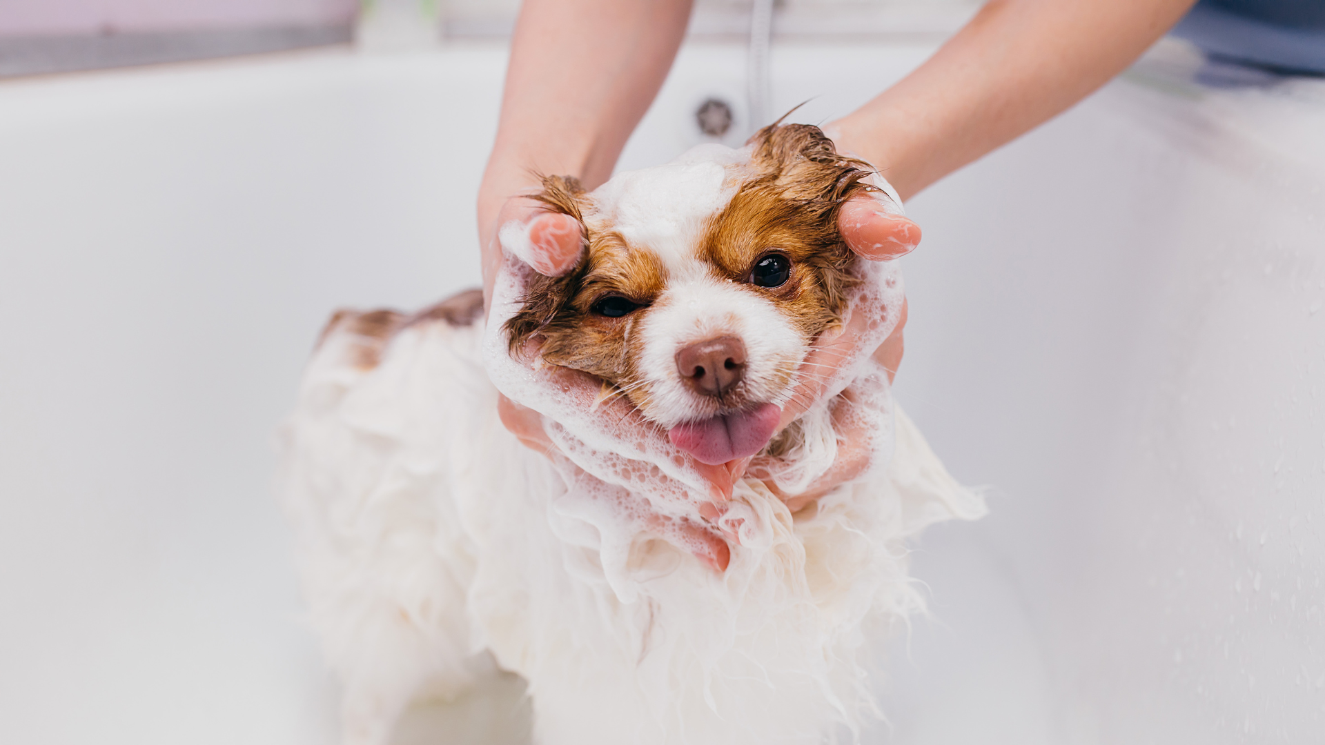 Un petit chien prend son bain dans une baignoire