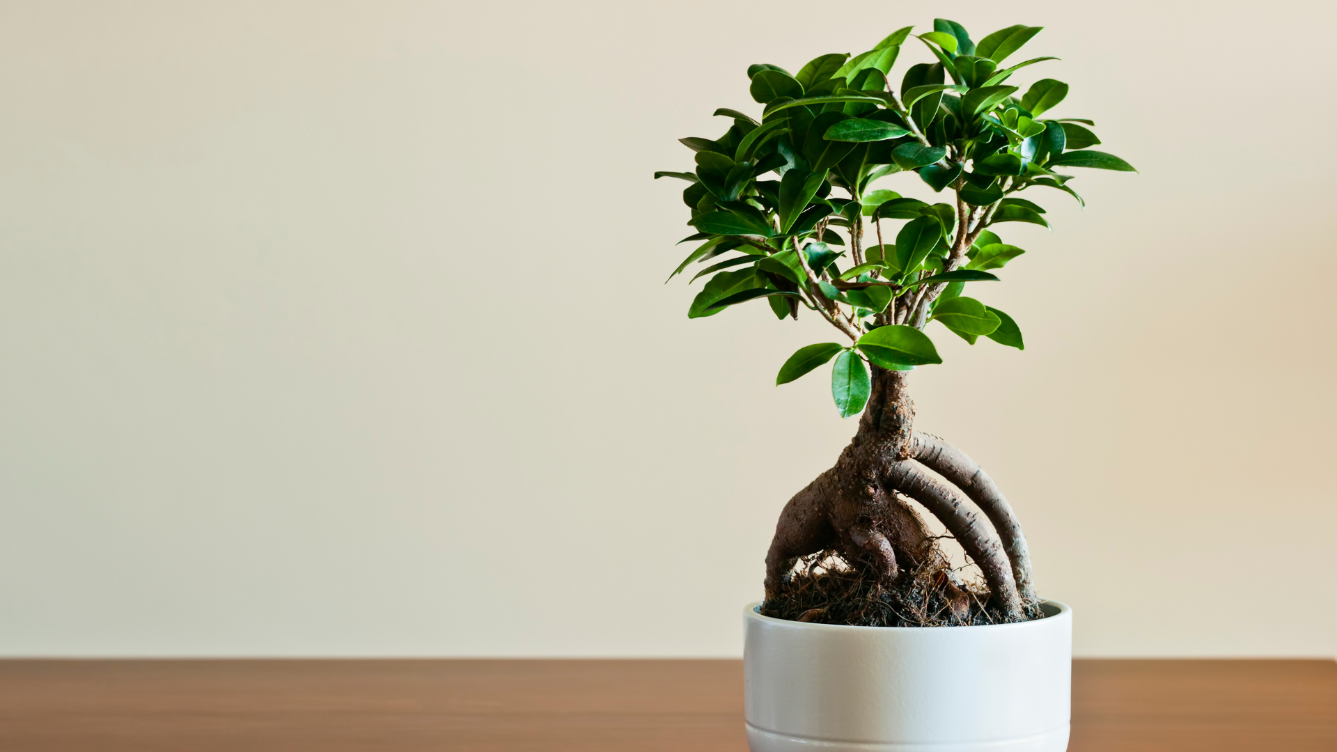 Un ficus est posé sur une table