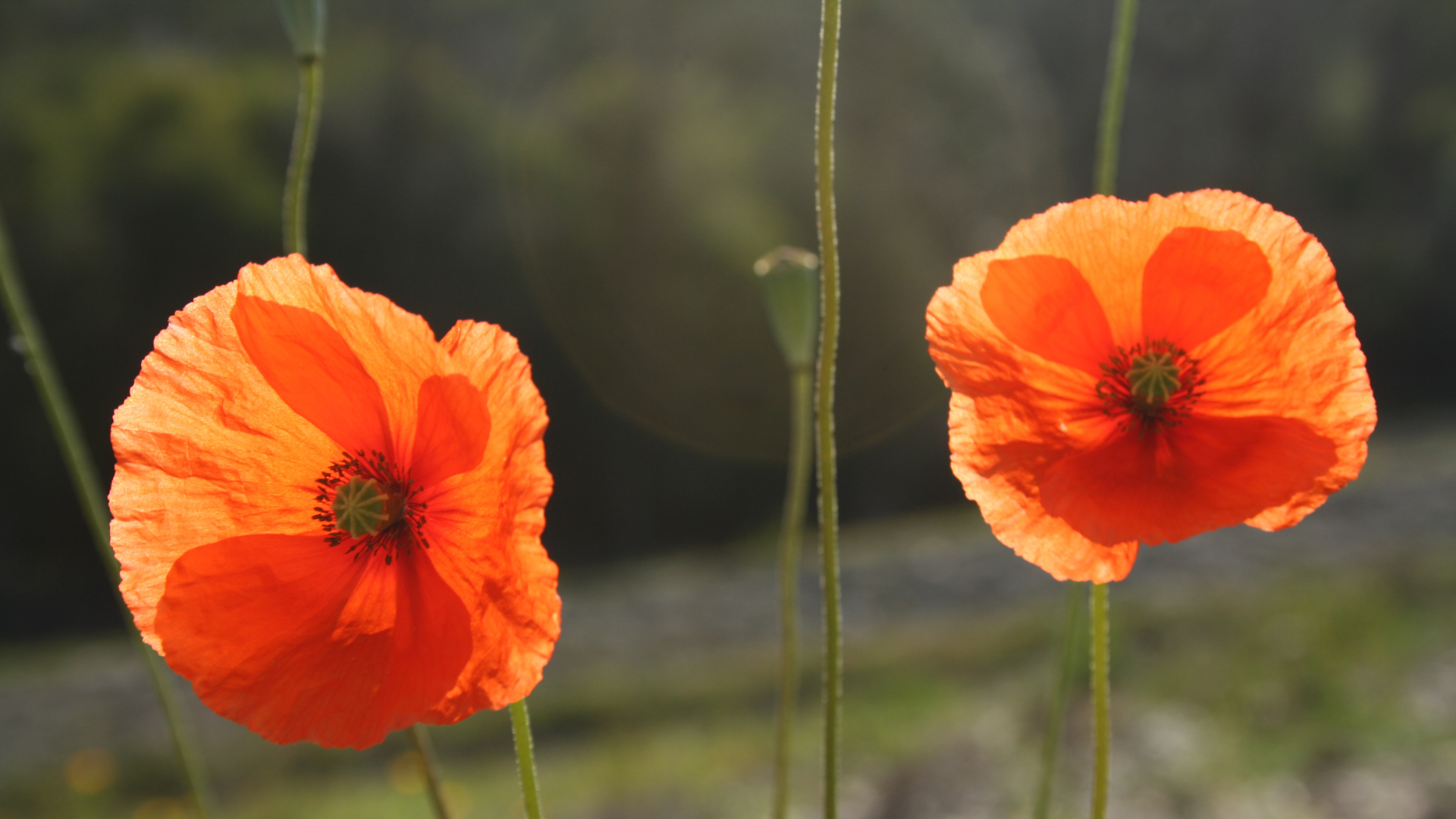 Deux Coquelicots ont été pris en photo durant une balade