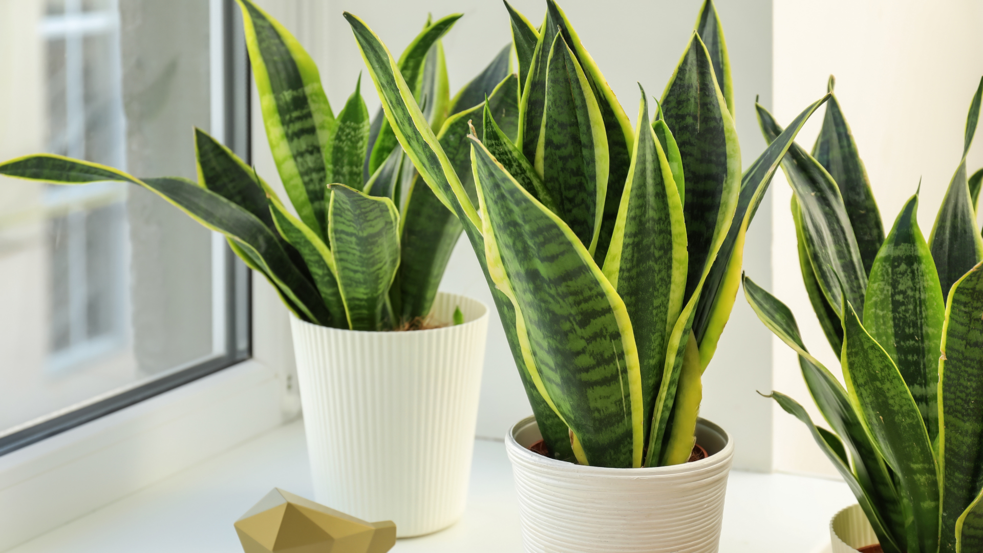 Trois pots de Sansevieria sont posés sur le rebord d'une fenêtre