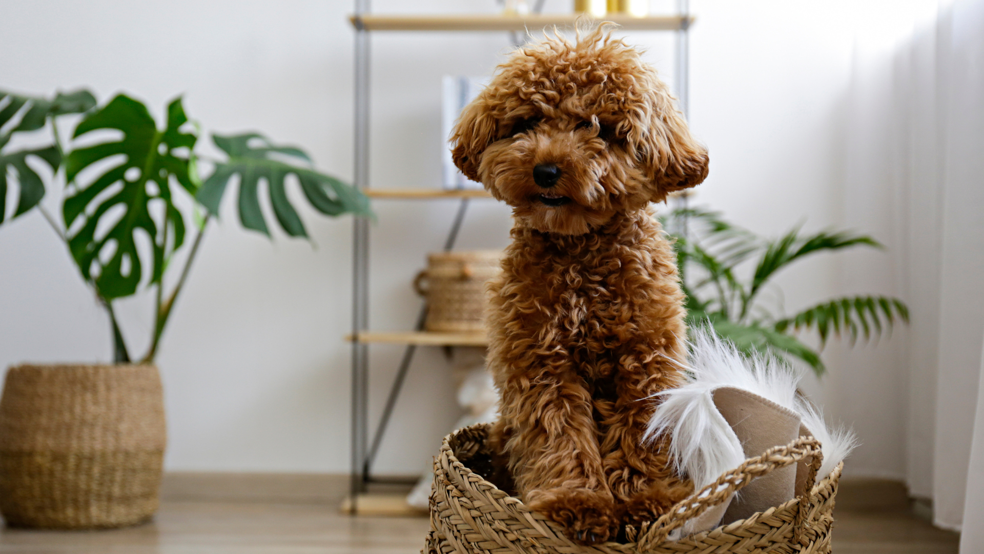 Un caniche marron s'est installé dans un panier en oseille et regarde avec attention devant lui