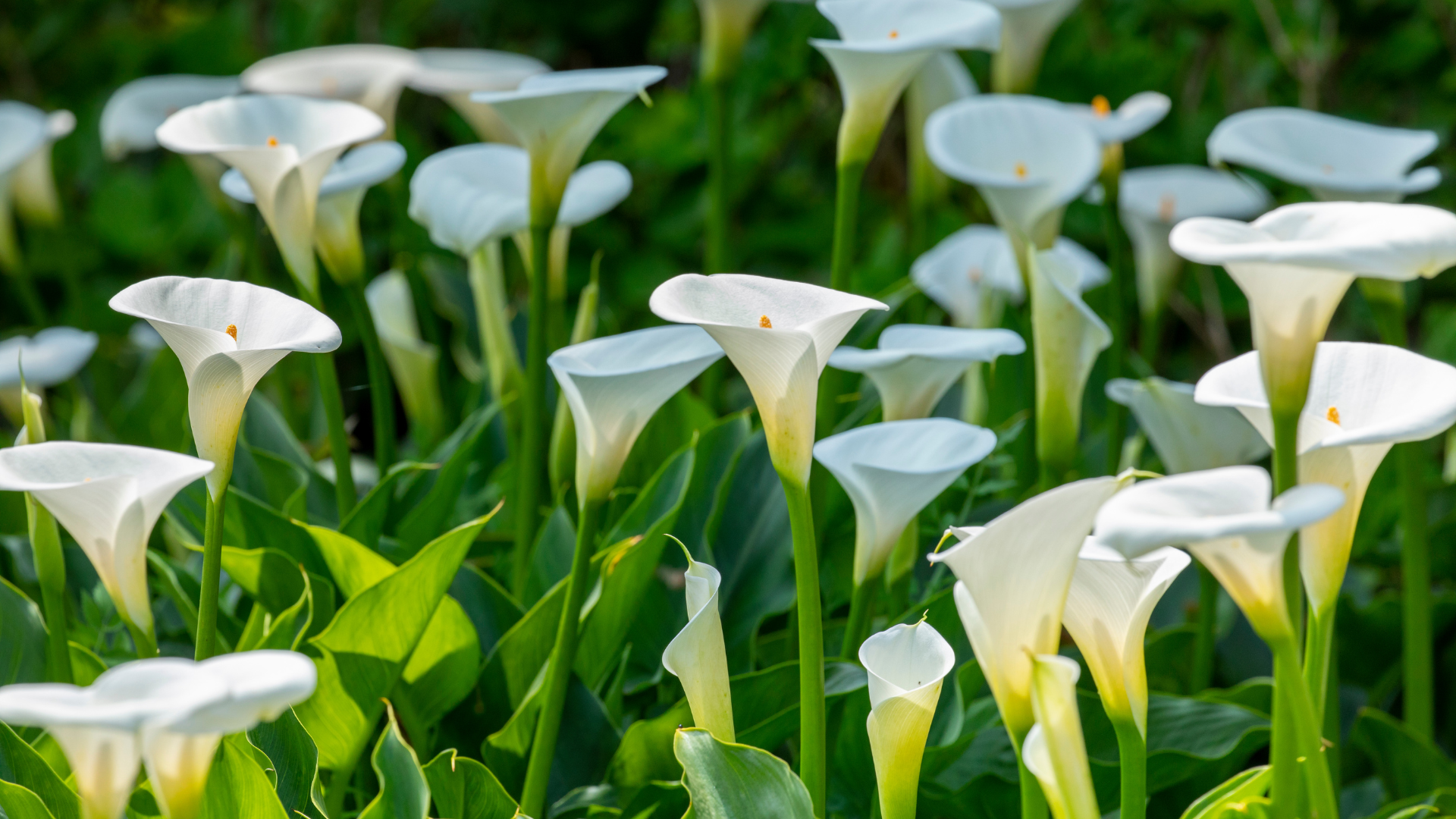 Un champ de Calla est illuminé par le soleil