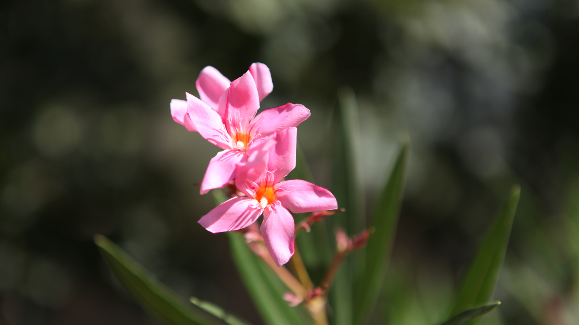 Deux fleurs de lauriers ont éclot dans la matinée