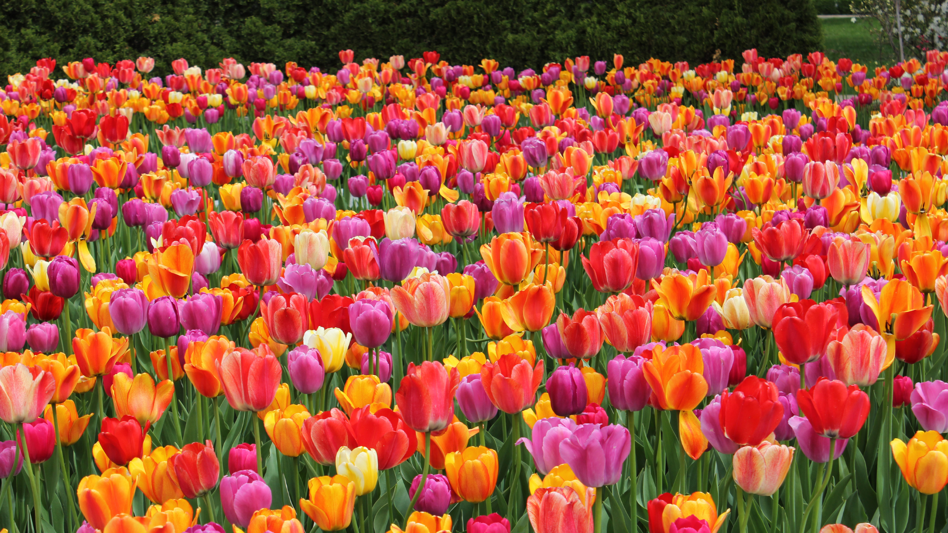 Au printemps, les tulipes pullulent