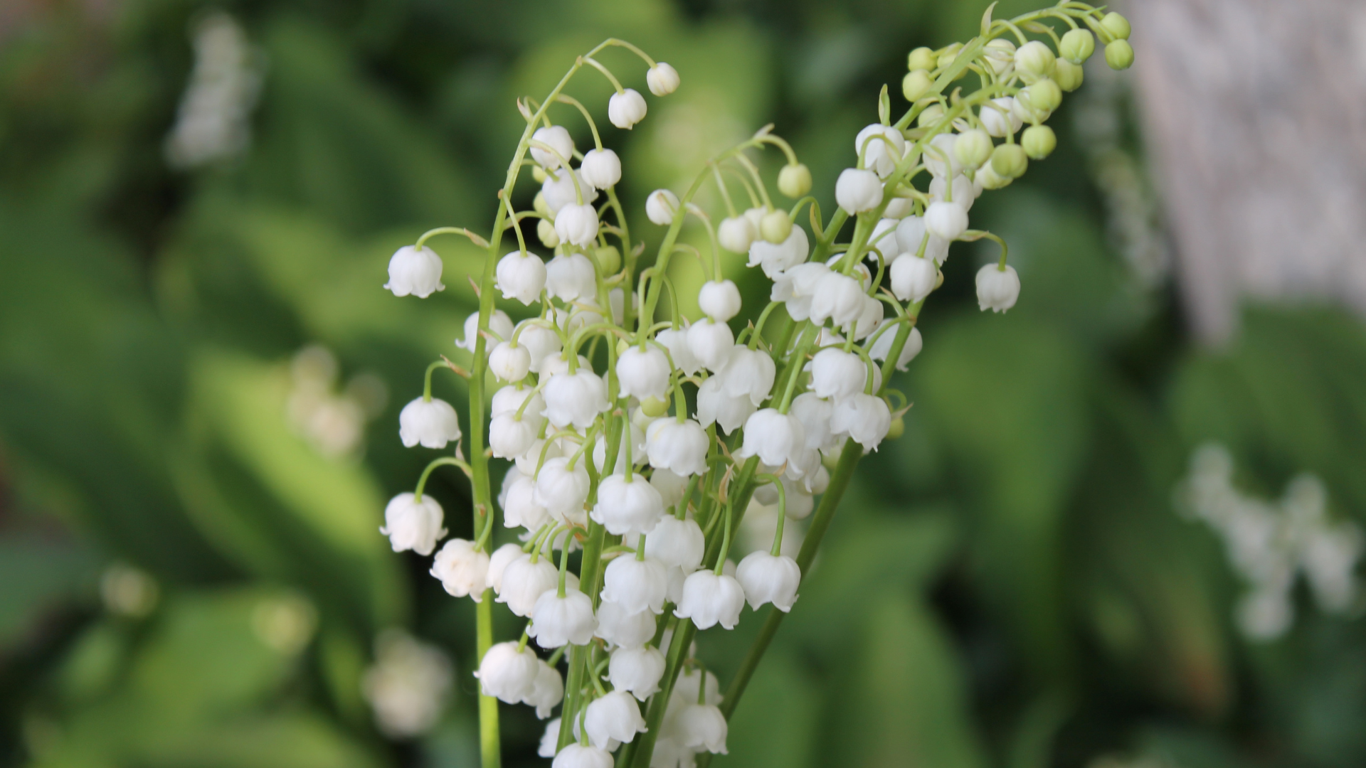 Le muguet est souvent offert dans des bouquets