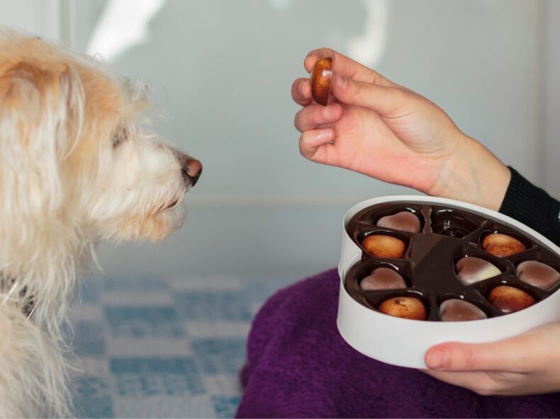 Un maître apprend à son chien à ne pas manger un aliment sans son accord avec du chocolat