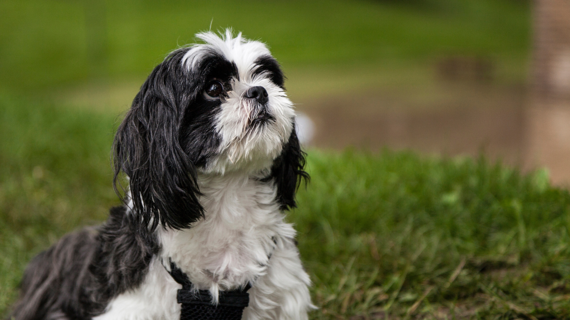 Un Shih Tzu regarde son maître d'un air coupable