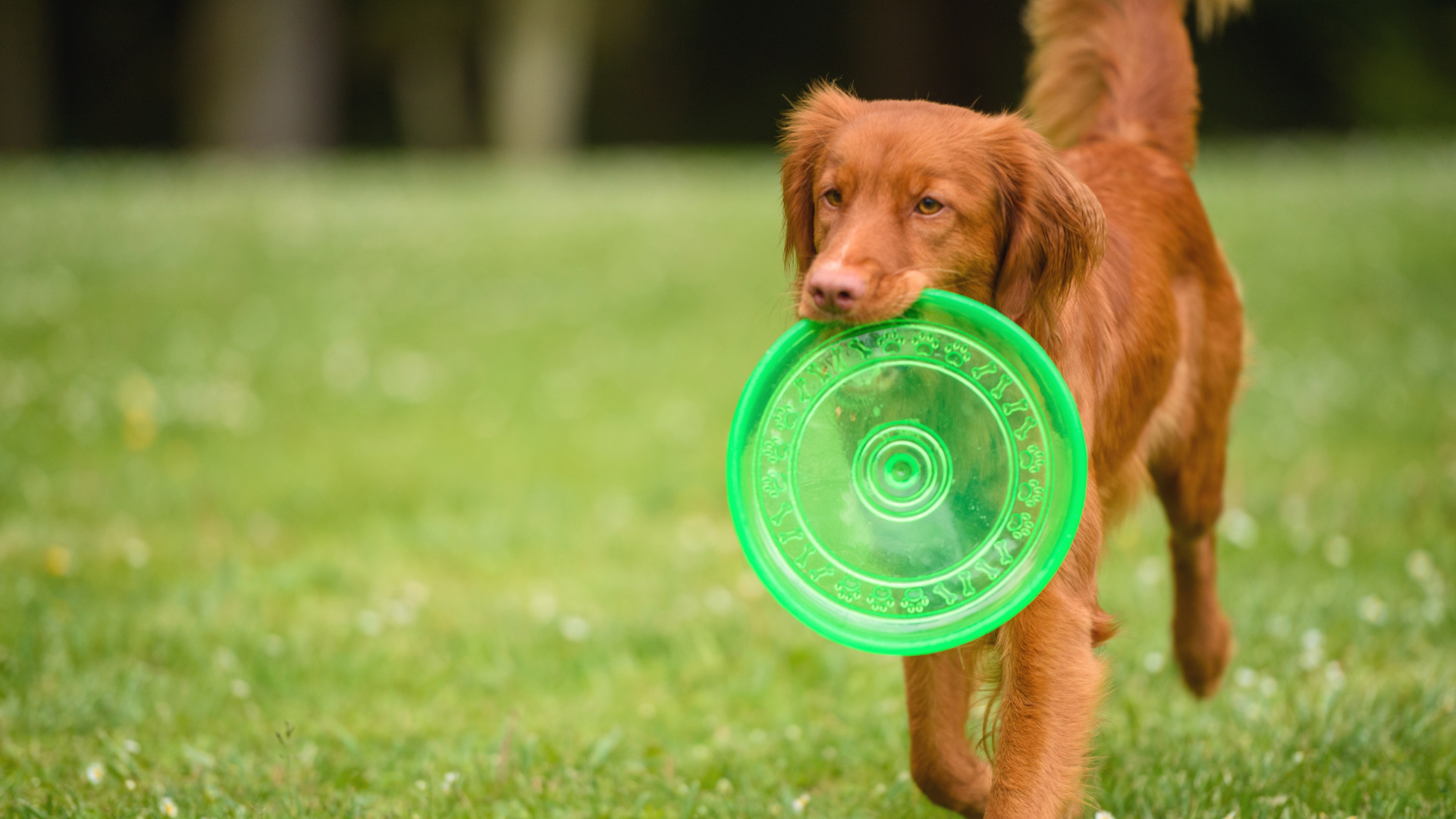 Un chien joue au frisbee