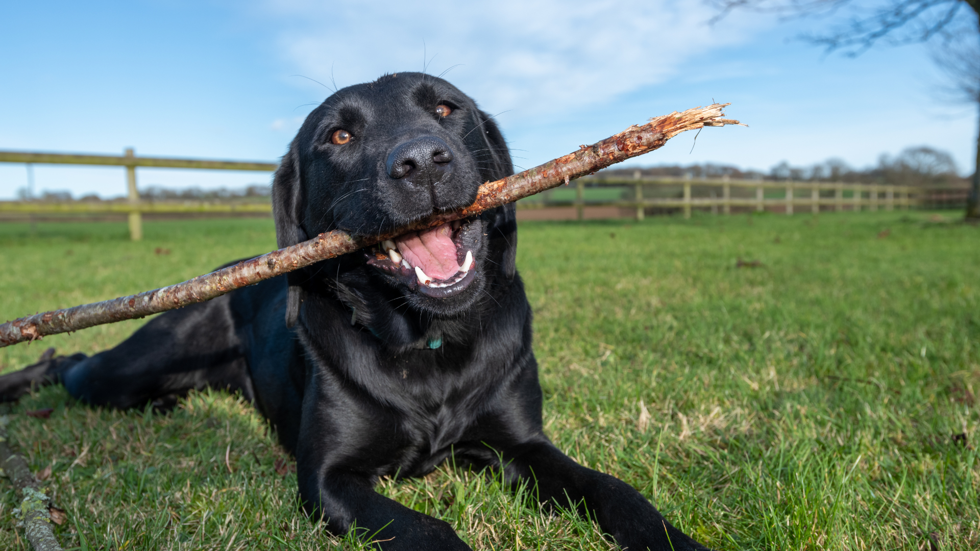 Un Labrador Retriever noir étendu dans un pré avec un bâton dans la bouche